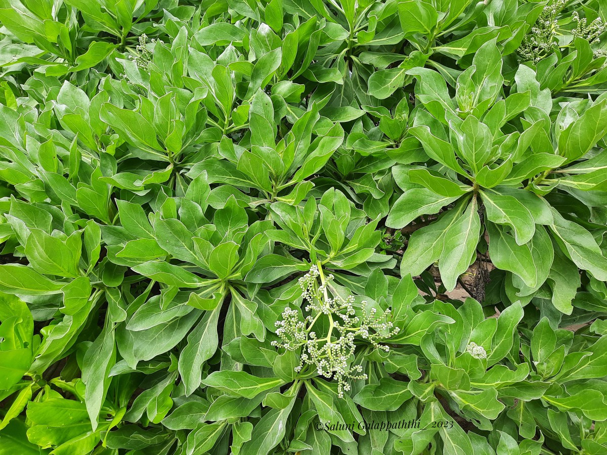 Heliotropium arboreum (Blanco) Mabb.